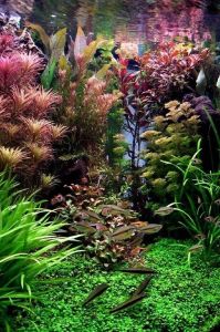 Onderhoud Aquascape