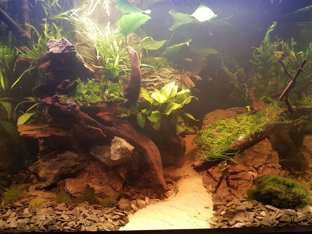 Hoe start ik mijn aquarium op?